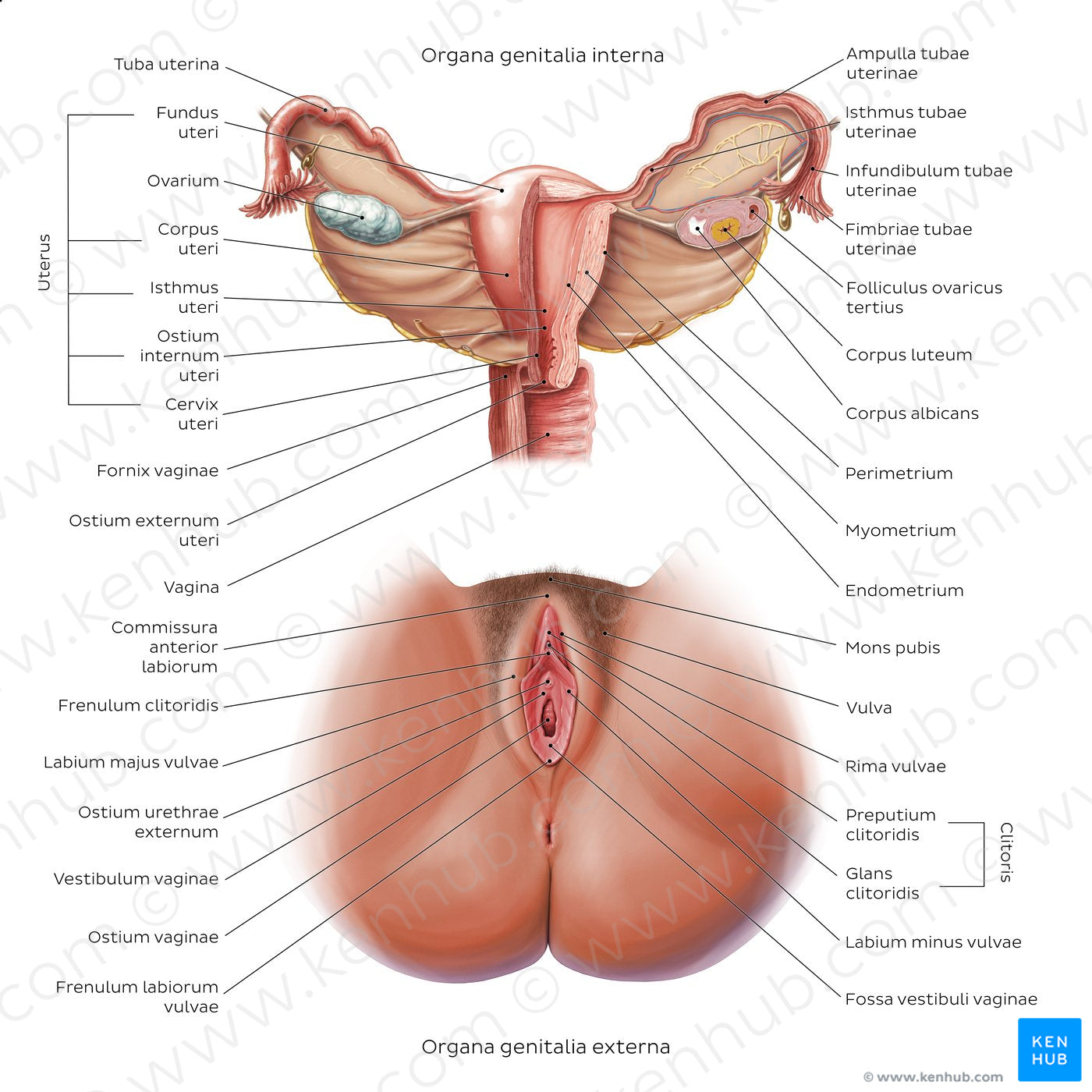 Female reproductive system (Latin)