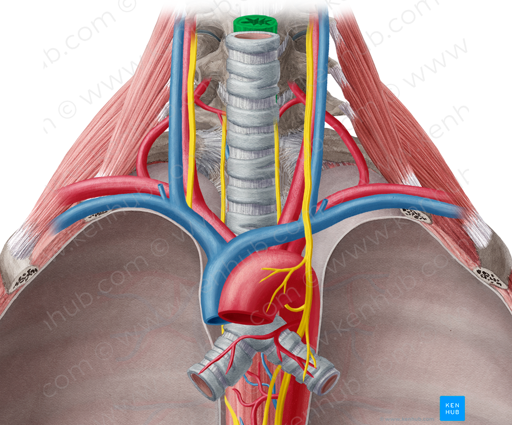 Cervical part of esophagus (#7678)