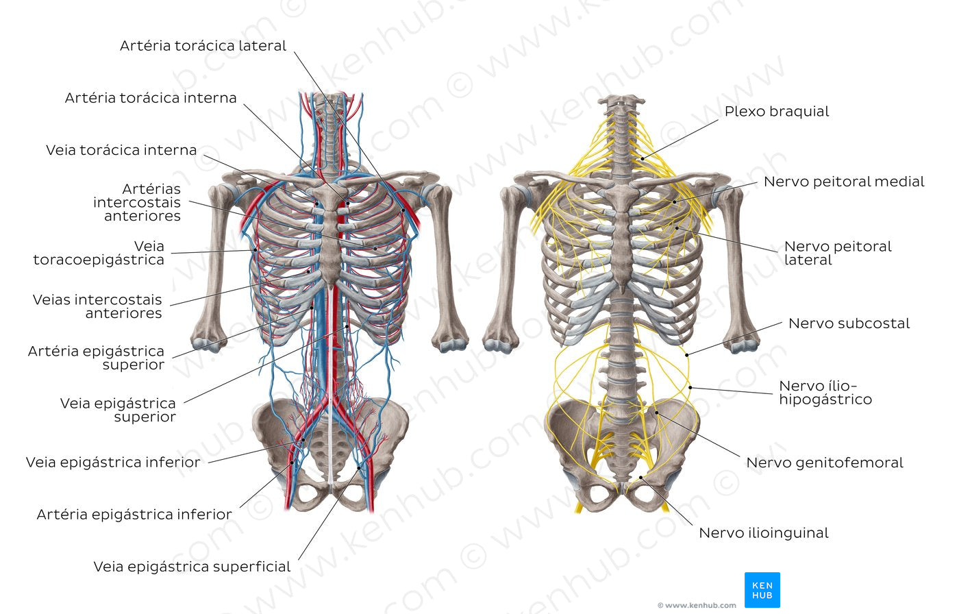 Nerves and vessels of the anterior thoracic wall (Portuguese)