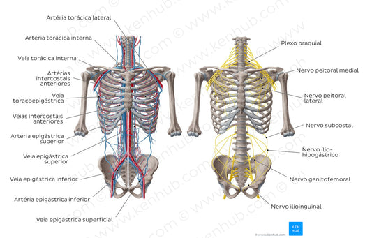 Nerves and vessels of the anterior thoracic wall (Portuguese)