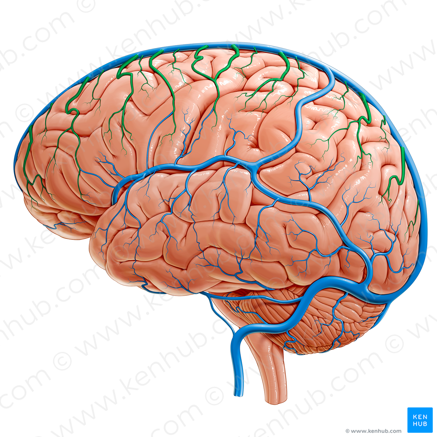 Superior cerebral veins (#10138)