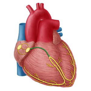 Atrioventricular bundle (of His) (#20323)