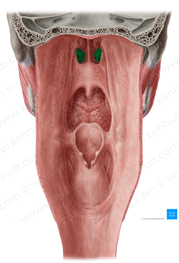 Inferior nasal concha (#2792)