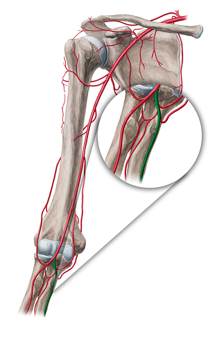 Ulnar artery (#18865)