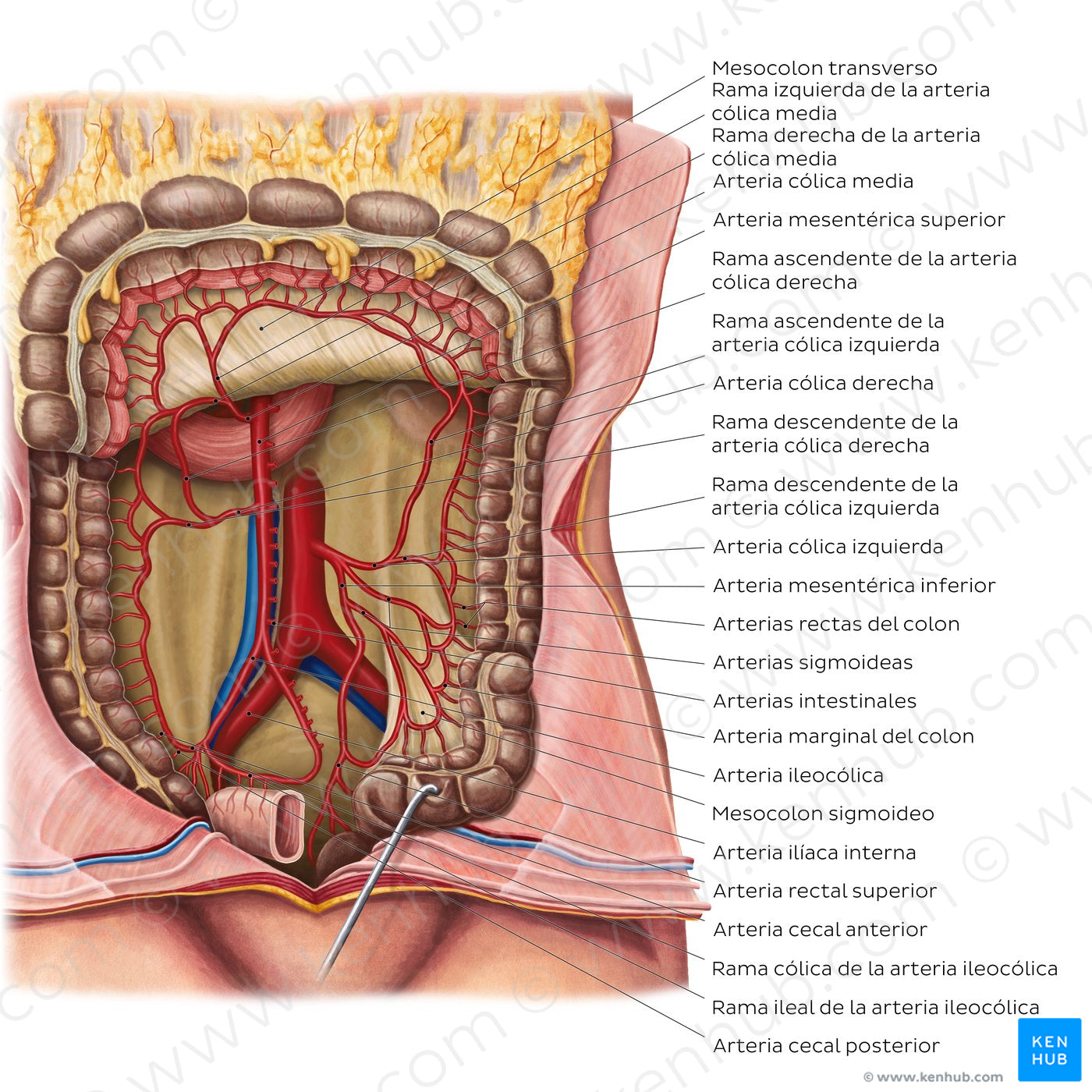 Arteries of the large intestine (Spanish)