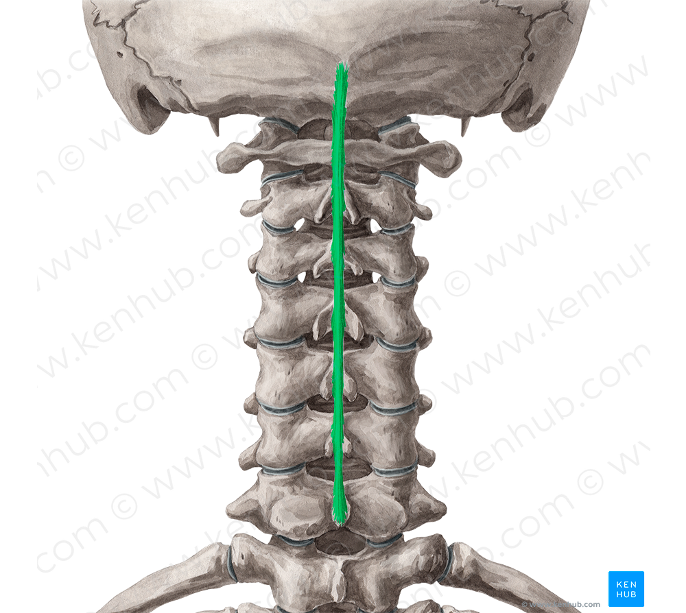 Nuchal ligament (#4585)