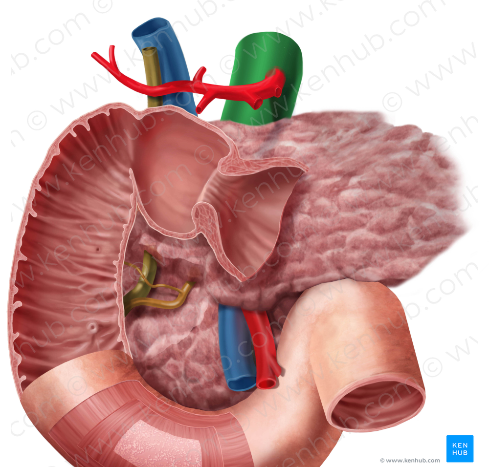 Abdominal aorta (#701)