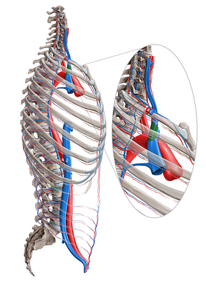 Right brachiocephalic vein (#10006)