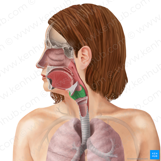 Thyroid cartilage (#15307)