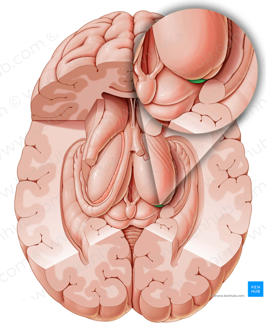 Medial geniculate body (#2947)