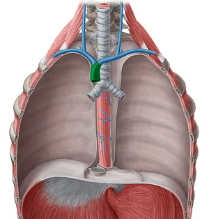 Superior vena cava (#10084)