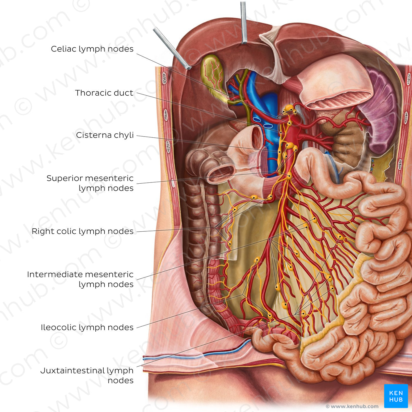 Lymph nodes of the small intestine (English)