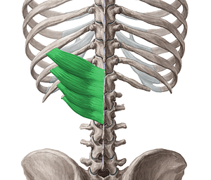 Serratus posterior inferior muscle (#5958)