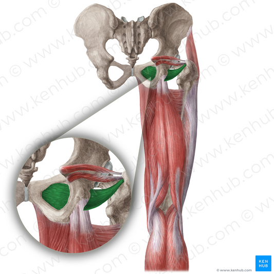 Obturator externus muscle (#19650)