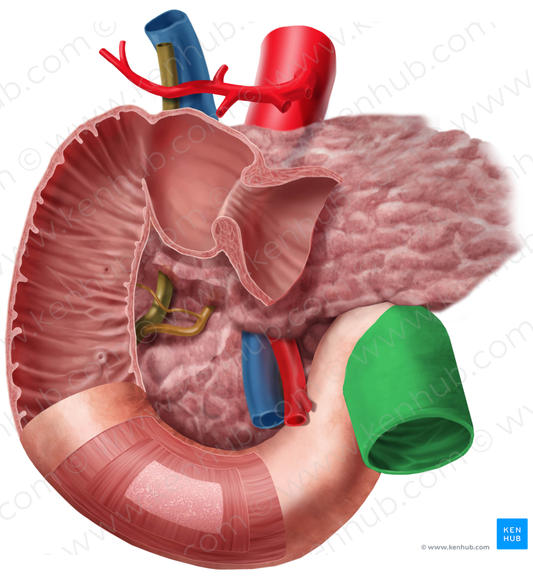 Jejunum (#4348)