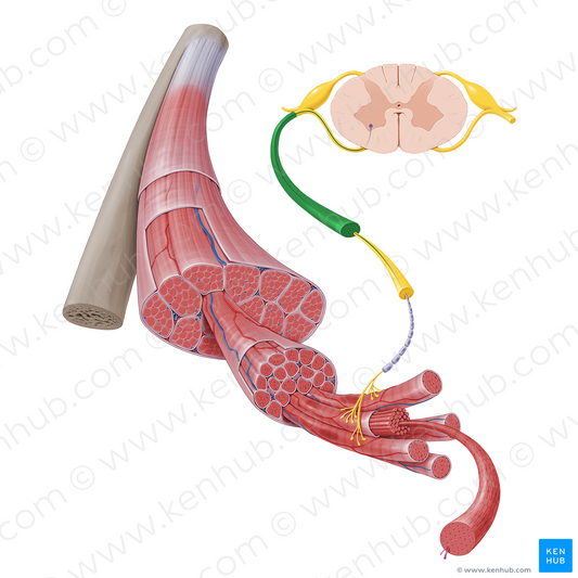 Spinal nerve (#17327)