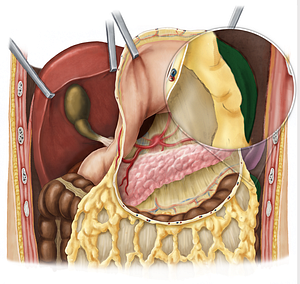 Left colic flexure (#3697)