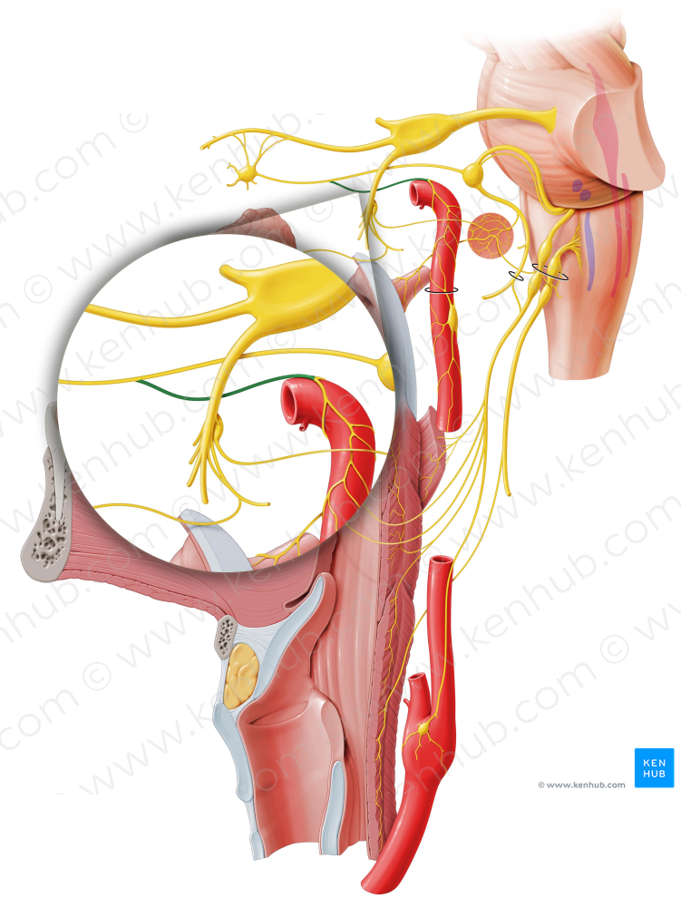 Deep petrosal nerve (#6678)