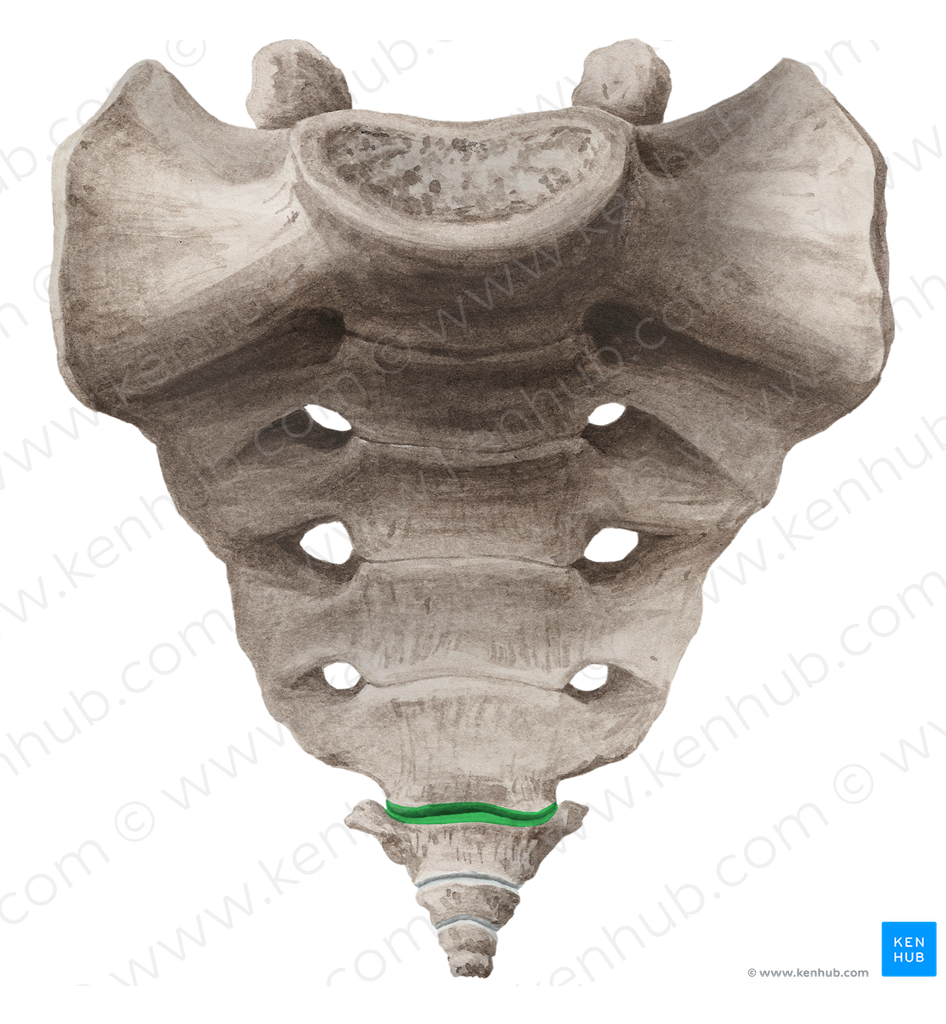 Sacrococcygeal joint (#2080)