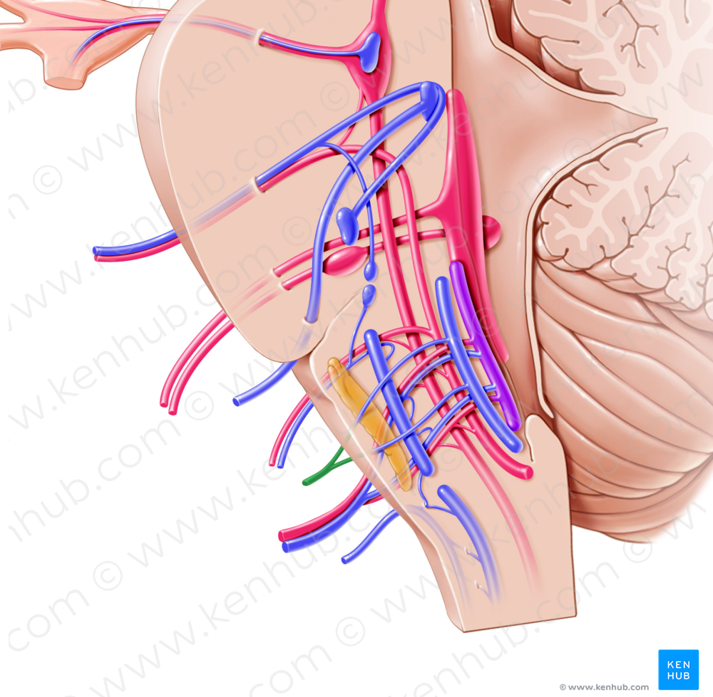 Hypoglossal nerve (#6462)