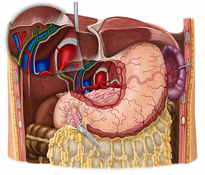 Left hepatic artery (#8797)