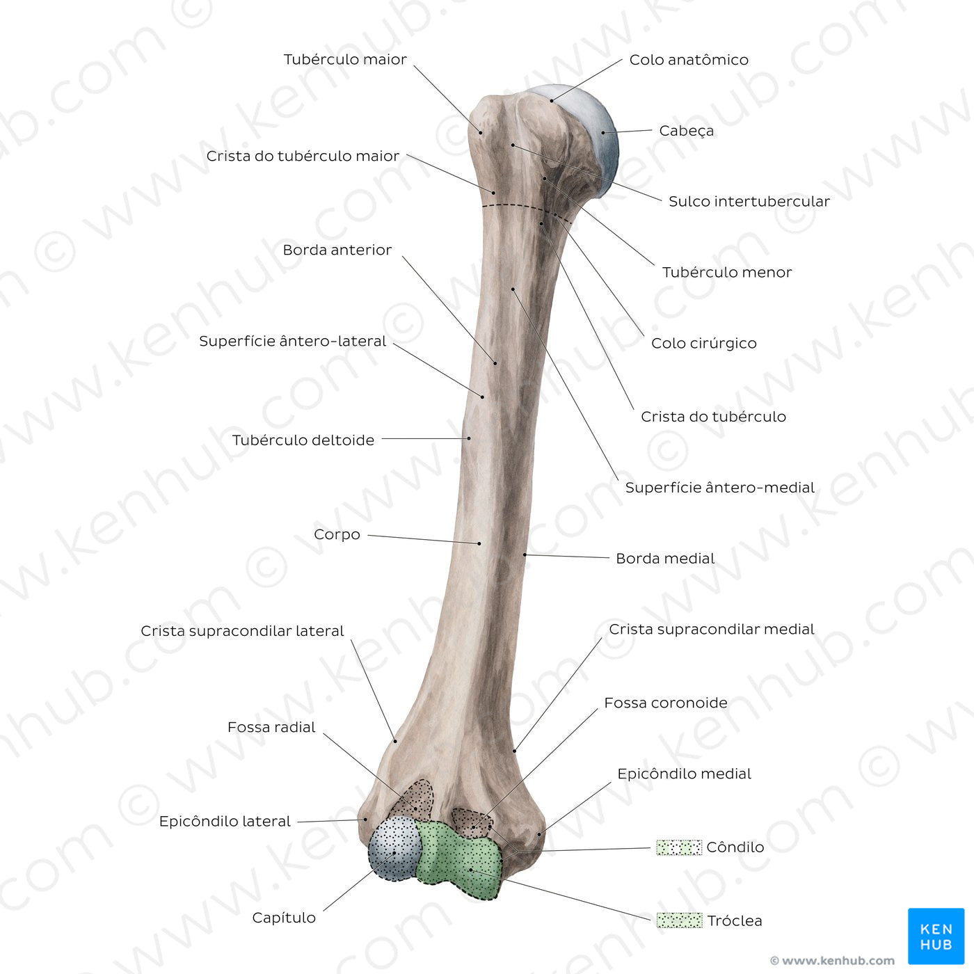 Humerus: Anterior view (Portuguese)