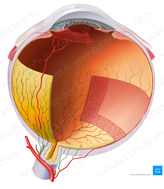 Short posterior ciliary arteries (#1123)