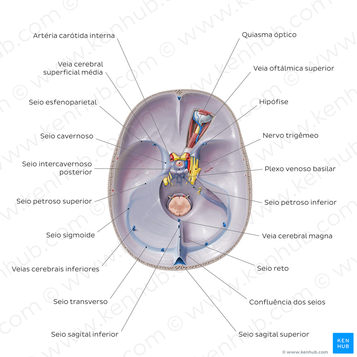 Dural venous sinuses (Portuguese)