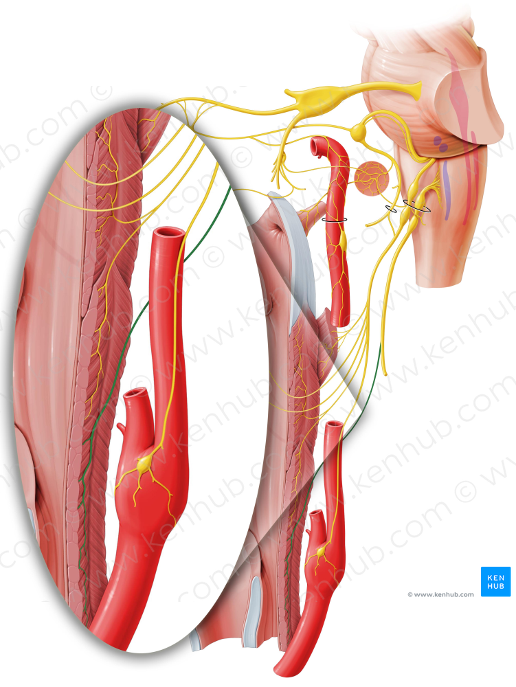 Pharyngeal branch of vagus nerve (#8775)
