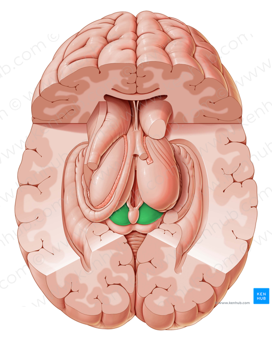 Superior colliculus (#2665)