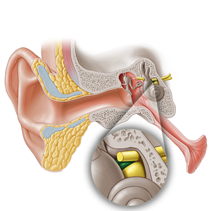 Vestibular nerve (#6898)