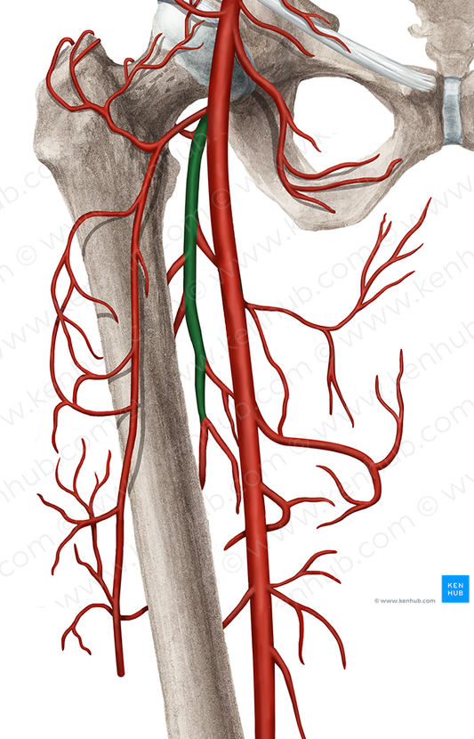 Deep femoral artery (#1656)