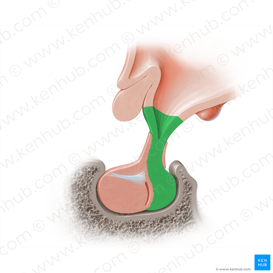 Neurohypophysis (#18215)