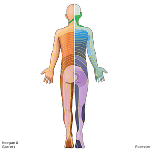 C3 dermatome (#20830)