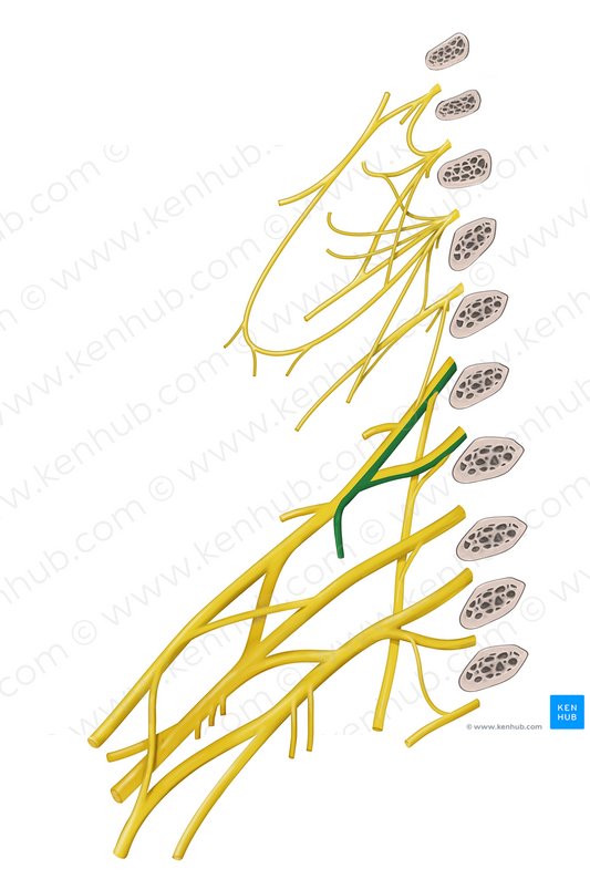 Subclavian nerve (#6773)