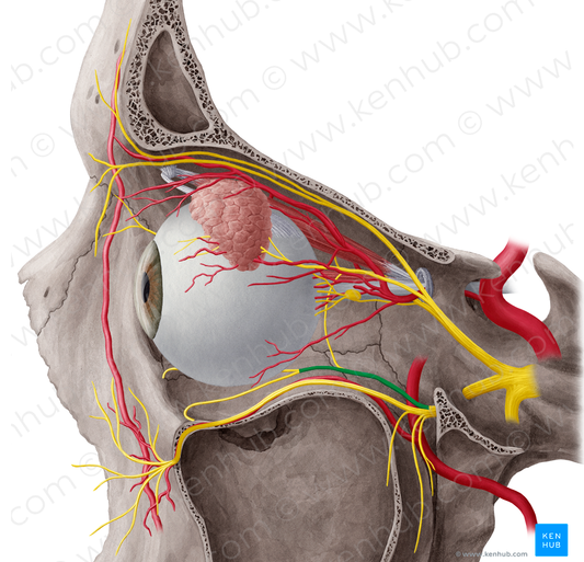Zygomatic nerve (#6918)