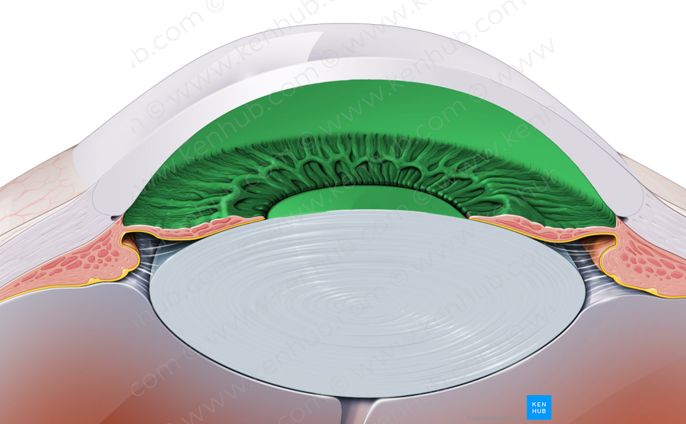 Anterior chamber of eyeball (#2295)