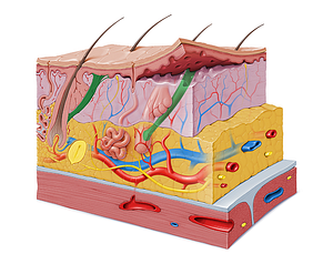 Arrector muscle of hair (#5205)