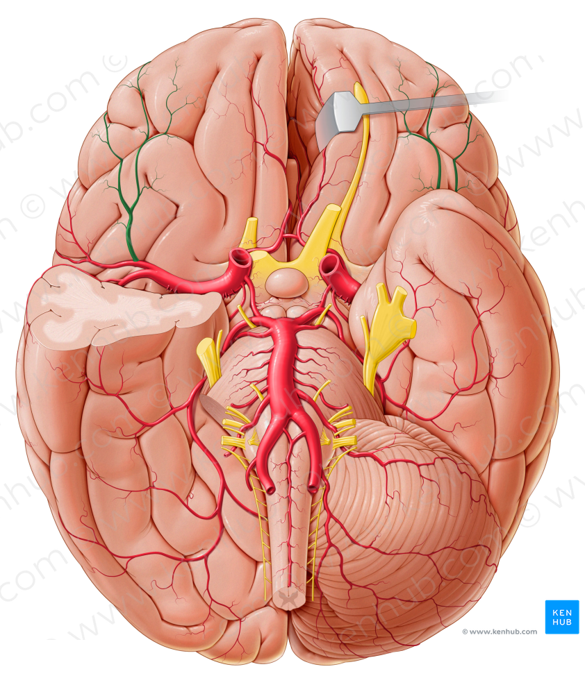 Lateral orbitofrontal artery (#1258)