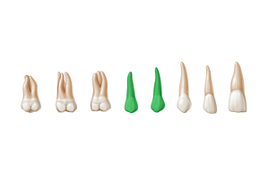 Premolar teeth (#3226)