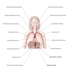 Cardiovascular system: Arteries of the upper part of the body (English)