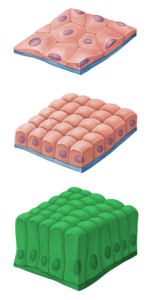 Simple columnar epithelium (#14466)