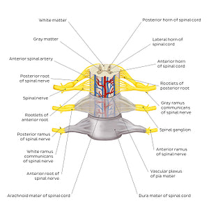 Spinal membranes and nerve roots (English)