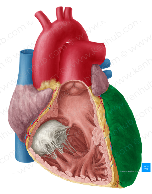 Left ventricle of heart (#10702)