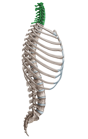 Cervical vertebrae (#18071)