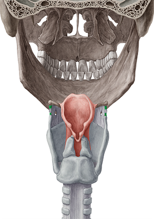 Lateral thyrohyoid ligament (#4646)