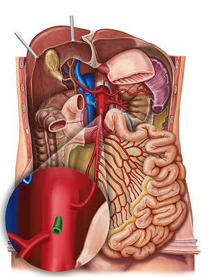 Middle colic artery (#1057)