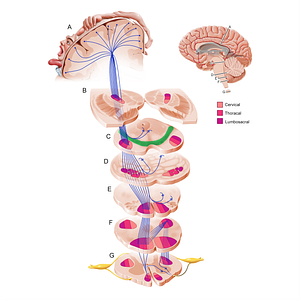 Substantia nigra (#11224)