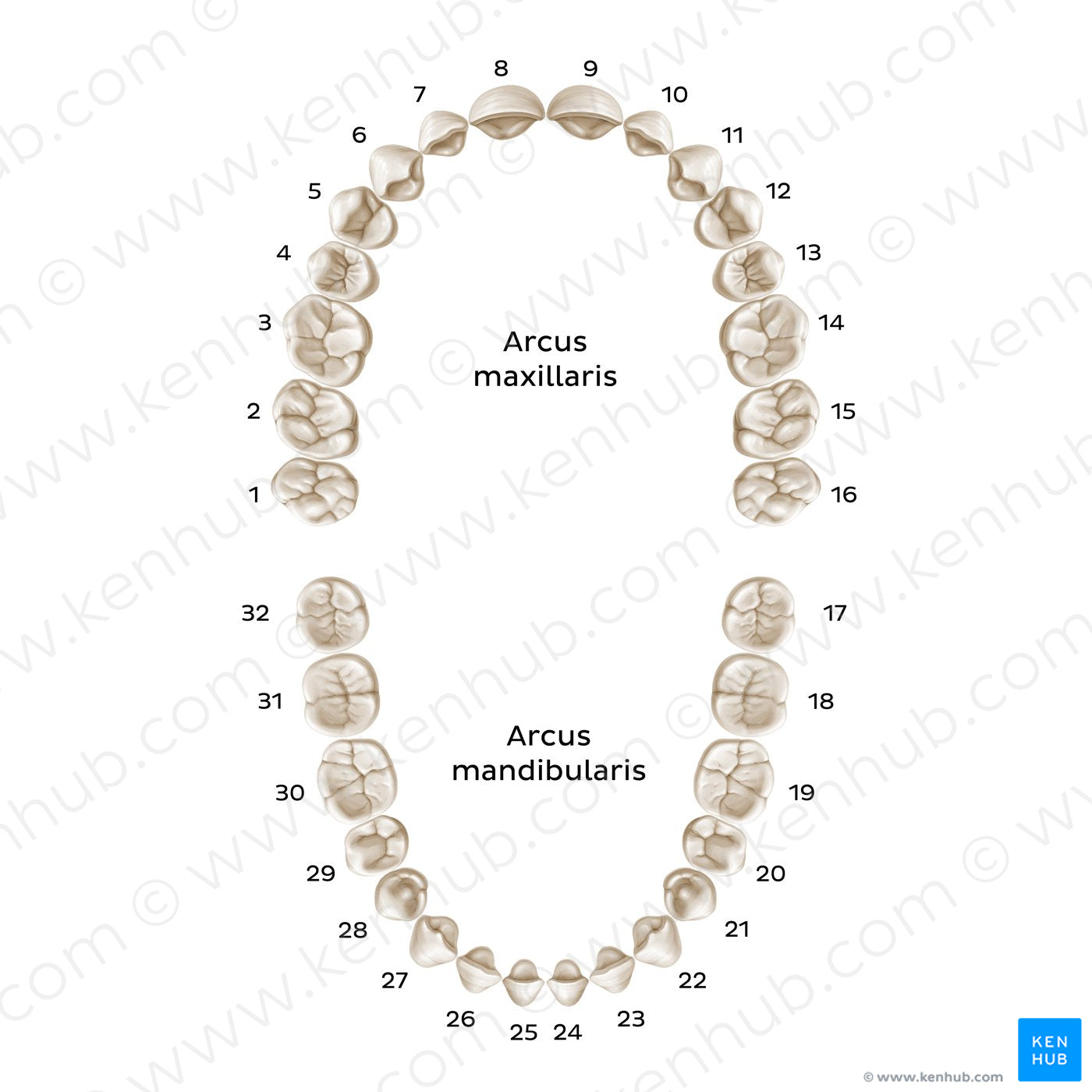 Universal Numbering System (permanent teeth) (Latin)