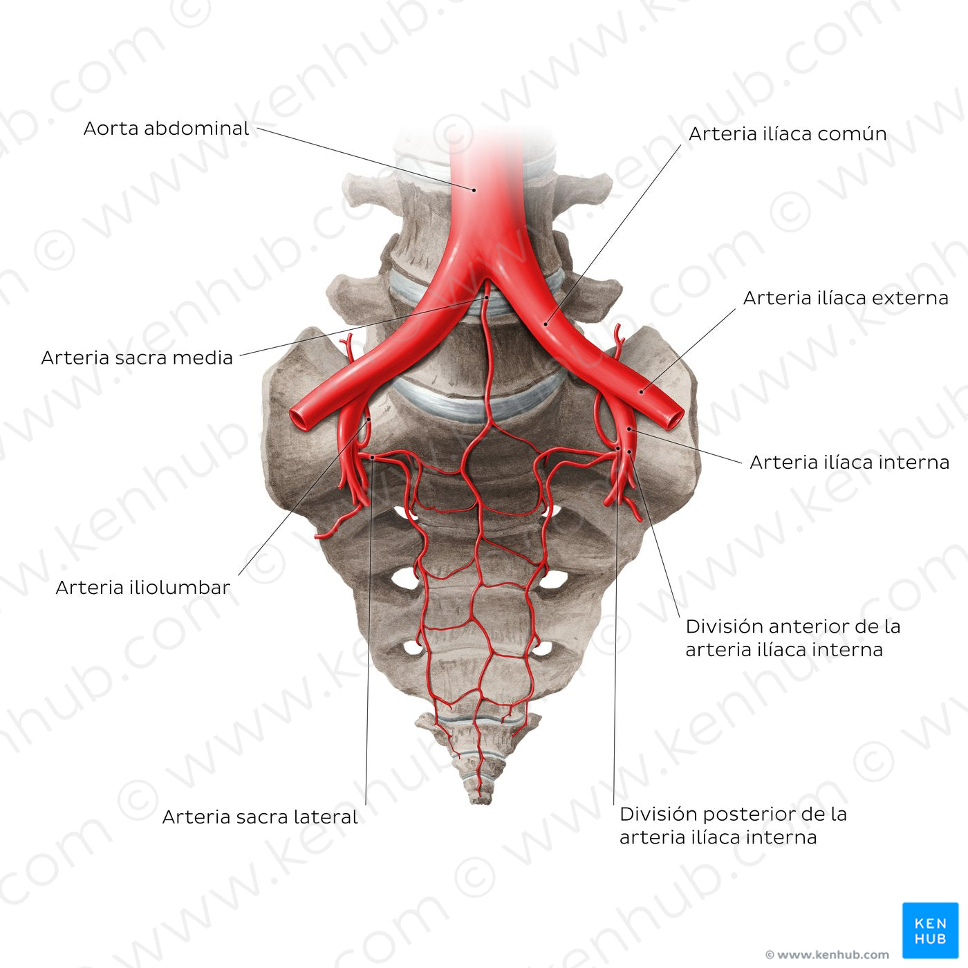 Arteries of the sacrum (Spanish)